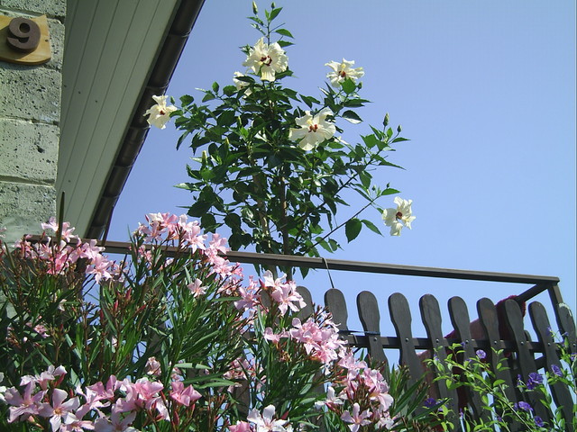 oleander i biały hibiskus