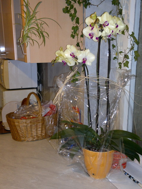 Orchidee w prezencie dla Ewy