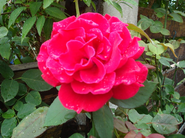 Róża po deszczu.