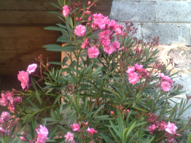 różowy oleander o pełnych kwiatach