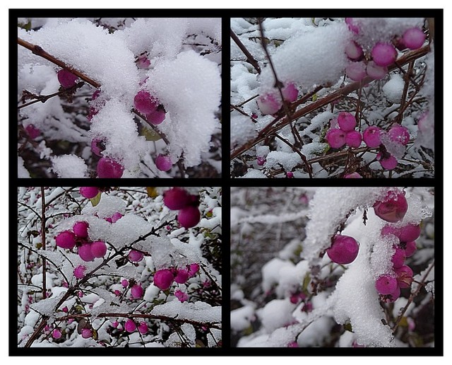 Śnieguliczka różowa pod sniegiem