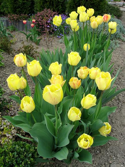Tulipany zamiast szronu:)