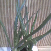 aloes:)