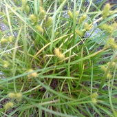  Carex Lurida       