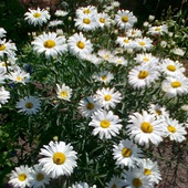 Chrysanthemum Maximu