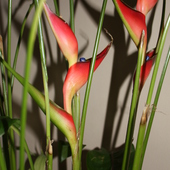 heliconia kwiatuszki