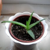 Malutki Aloes
