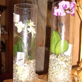 Miniaturki orhideja