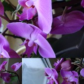 Nasza najstarsza orchidea/7-latka/ w kwiatach.