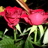 róże z bukietu