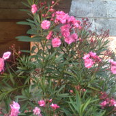 różowy oleander o pełnych kwiatach