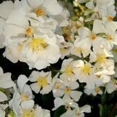 Różyczka wielokwiatowa -''Rosa Multiflora''.