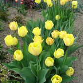 Tulipany zamiast szronu:)
