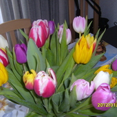 Wiazanka  tulipanow