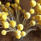 żółte kulki - kraspedia kulista