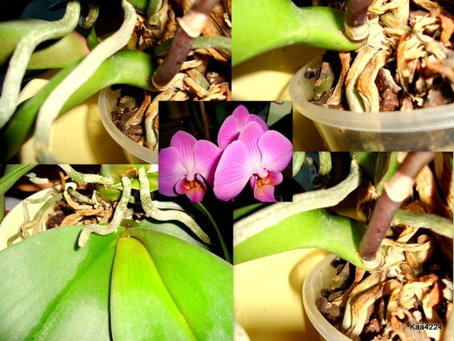Basal keik i jego kwiaty 7-letniej orchidei Concord/phanelopsis/.