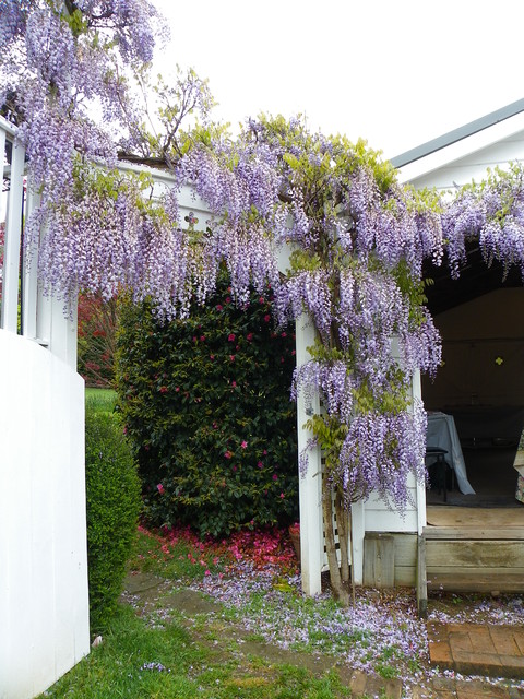 Cudowna wisteria :)