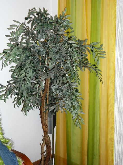 drzewko oliwne 