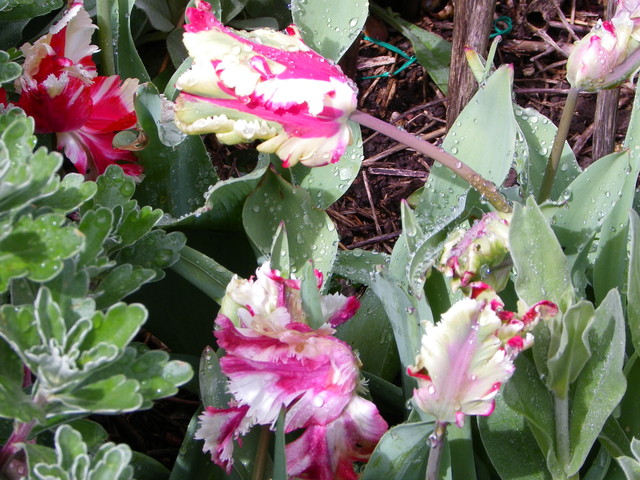 Kolorowe papuzki -- tulipany ;)