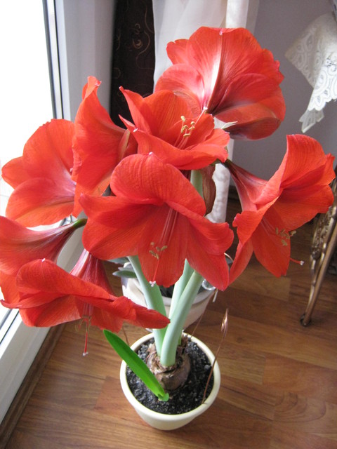 Kwiat amarylis Pipitek - Kabaczkowy 
