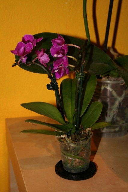 miniatura Phalaenopsis