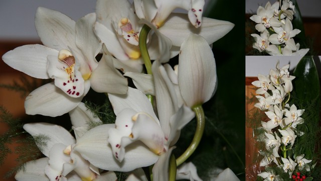 Orchidea z bukietu....