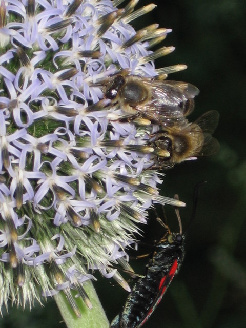 Pszczoły na przegorzanie