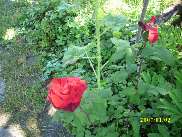 róża- samasia