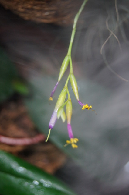 Tillandsia argentea - kwiat