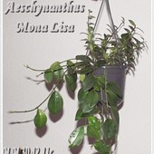Aeschynanthus Mona L