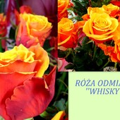Bardzo ciekawa odmiana róż.-''Whisky''.