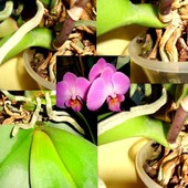 Basal keik i jego kwiaty 7-letniej orchidei Concord/phanelopsis/.