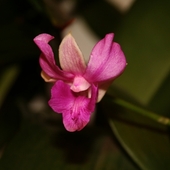 Dendrobium