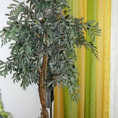 drzewko oliwne 