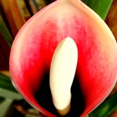Filodendron poczerwieniały-jego kwiat.