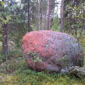 gdzieś w szwedzkim lesie