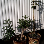 Grubosz-hodowane na bonsai