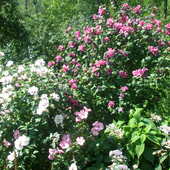 ...hibiskusy w moim ogrodzie;)