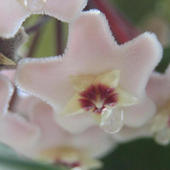 Hoja  woskownica- niezawodnie kwitnie 2 razy w roku