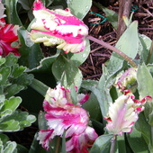 Kolorowe papuzki -- tulipany ;)