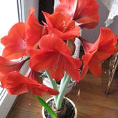 Kwiat amarylis Pipitek - Kabaczkowy 