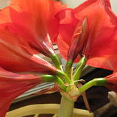 Kwiat amarylis PIPITKOWY Kabaczek