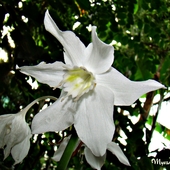 Lilia amazońska (Eucharis Grandiflora)