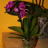 miniatura Phalaenopsis