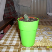 Mój Aporocactus Fla