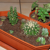 Moj kaktusowy ogródek!