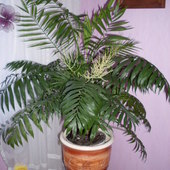 oja kwitnąca palma Chamaedorea.