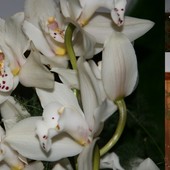 Orchidea z bukietu....