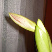 Pąk amaryllisa