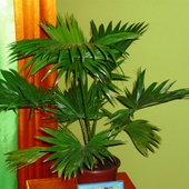 palma livistona rotundifolia